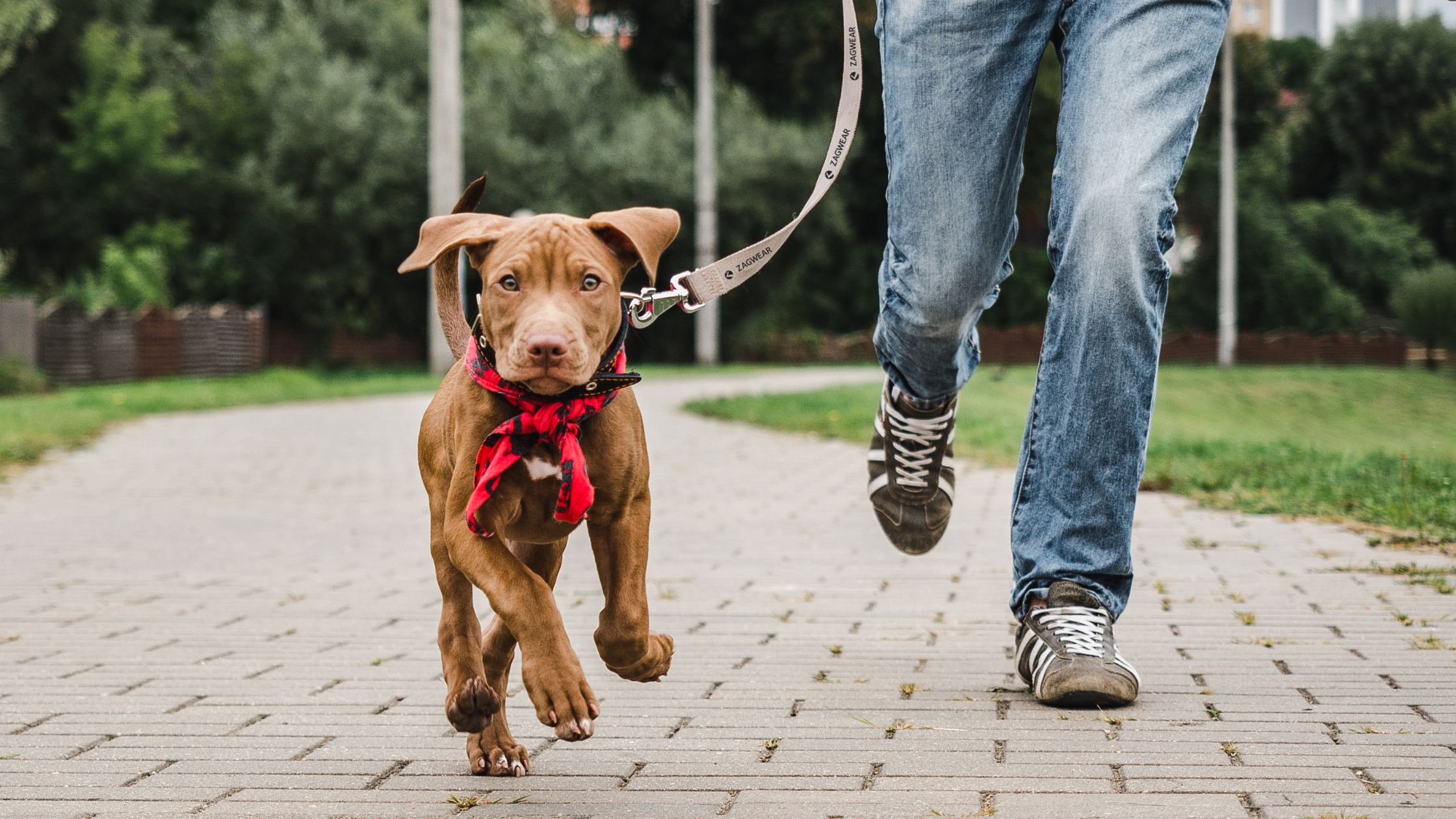 Promotional shop dog leashes